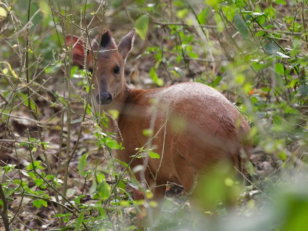 Rode duiker (Cephalophus natalensis)